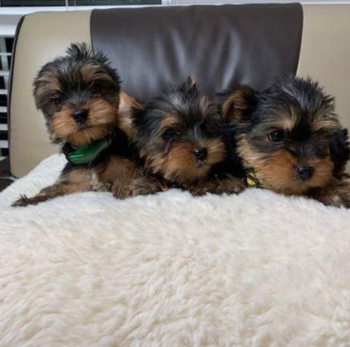 puppy image